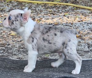 Merle boston kisfiú eladó  - kép 2