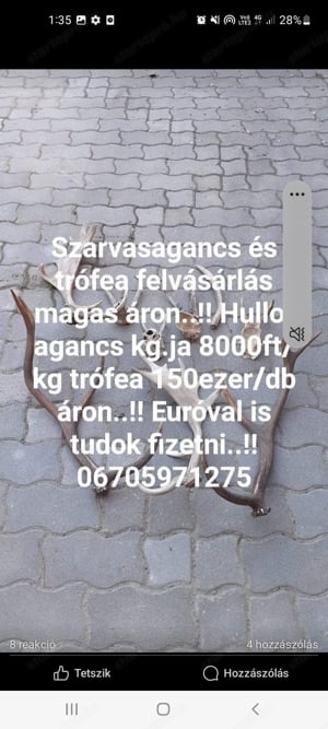 Szarvasagancs felvásárlás ország egész területén 9000ft kg - kép 2