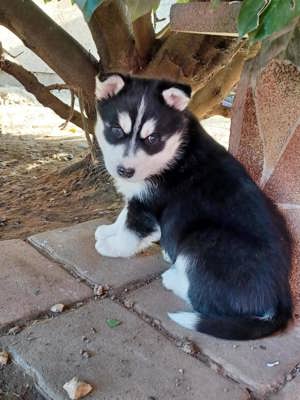 Eladó szibériai husky kiskutyák - kép 2