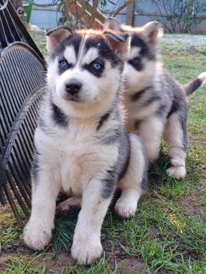 Eladó szibériai husky kiskutyák