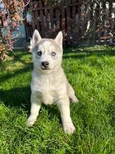 Gyönyörű Kék szemű Szibériai husky kölykök - kép 3