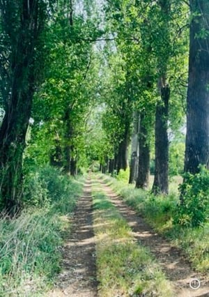 Sürgősen eladó ipari telek Csabaszabadi külterületén