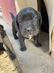 Boxer-Labrador keverék kislány - kép 4