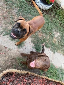 Boxer-Labrador keverék kislány - kép 5