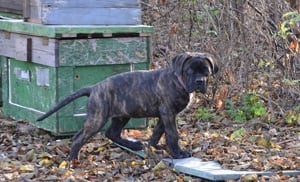 Cane Corso kiskutyák - kép 3