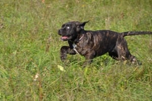 Cane Corso kiskutyák - kép 2