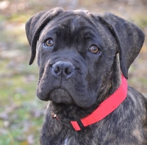 Cane Corso kiskutyák - kép 4