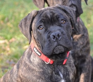 Cane Corso kiskutyák - kép 5