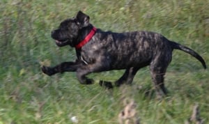 Cane Corso kiskutyák - kép 6