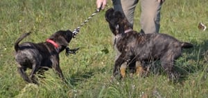 Cane Corso kiskutyák - kép 7