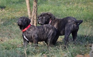 Cane Corso kiskutyák - kép 8