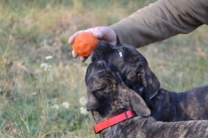 Cane Corso kiskutyák - kép 9