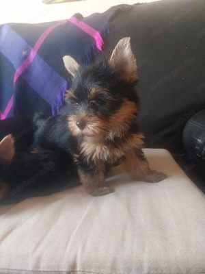 Yorkshire terrier kiskutyák  - kép 5