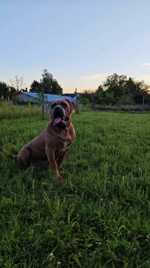 Cane Corso szuka