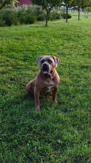 Cane Corso szuka - kép 2