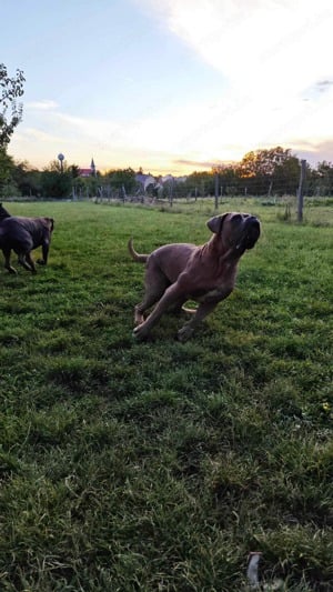 Cane Corso szuka - kép 3