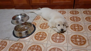 Golden retriever kölykök törzskönyves szülőktől - kép 3