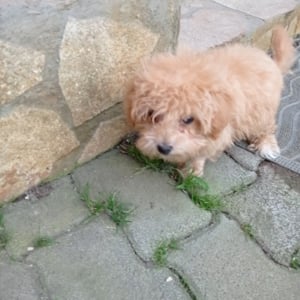 Maltipoo kisl ny szerető otthont keres  - kép 7