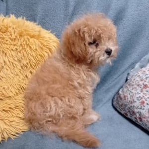 Maltipoo kisl ny szerető otthont keres  - kép 3