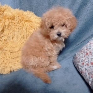 Maltipoo kisl ny szerető otthont keres  - kép 6