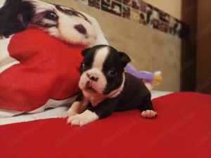 FCI törzskönyves boston terrier fiúk-lányok eladók - kép 9