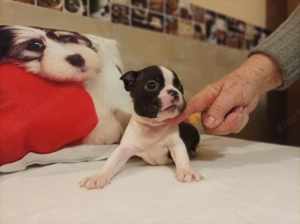 FCI törzskönyves boston terrier fiúk-lányok eladók - kép 11