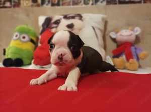 FCI törzskönyves boston terrier fiúk-lányok eladók - kép 8