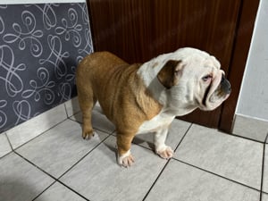 Eladó Angol bulldog - kép 2