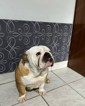 Eladó Angol bulldog - kép 3