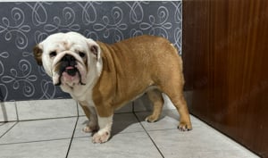 Eladó Angol bulldog