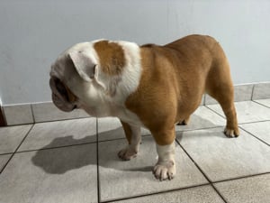 Eladó Angol bulldog - kép 4