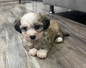 Bichon Havanese kisfiúk  - kép 2