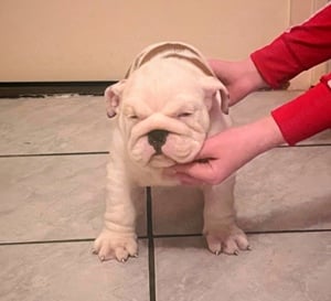 angol bulldog kiskutyák 