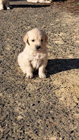 Golden Retriever kiskutyák  - kép 3