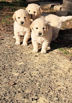 Golden Retriever kiskutyák  - kép 4