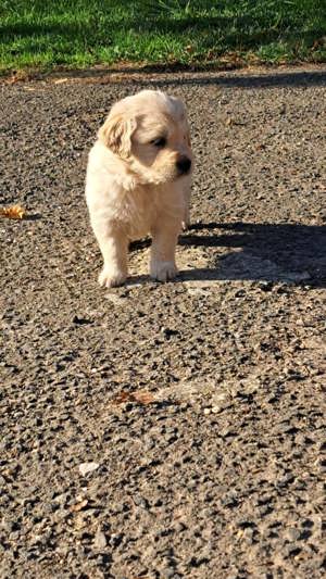 Golden Retriever kiskutyák  - kép 2