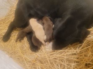 Labrador kölyök kutyusok szerető gazdit keresnek. - kép 6