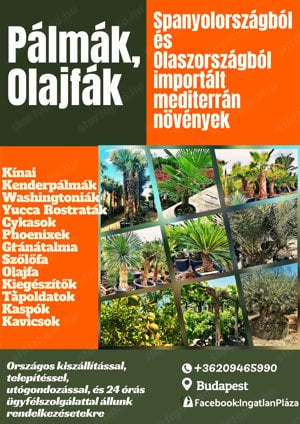 Első osztályú mediterrán növények egész évben  - kép 3