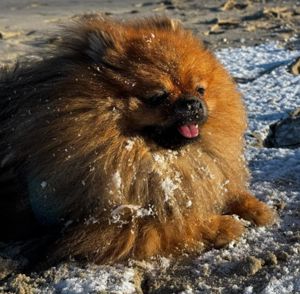 Pomerániai, Spitz,Spicc  törzskönyvezett kölyökkutya eladó!  HA KICSIT SZERETNE! - kép 3