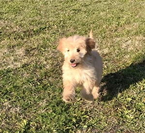 Goldendoodle kutyusok  - kép 2