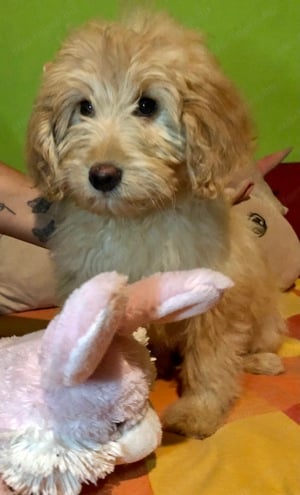 Goldendoodle kutyusok 