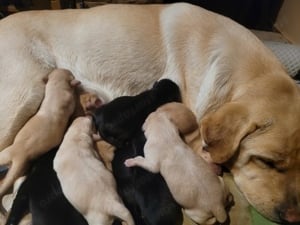 Labrador kölyök kutyusok gazdit keresnek. - kép 7