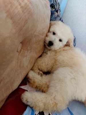 Goldendoodle kiskutyák kedvező árban lelkiismeretes sport kutya hobbitenyészetből  - kép 5