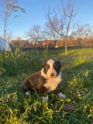 Border Collie kiskutyák