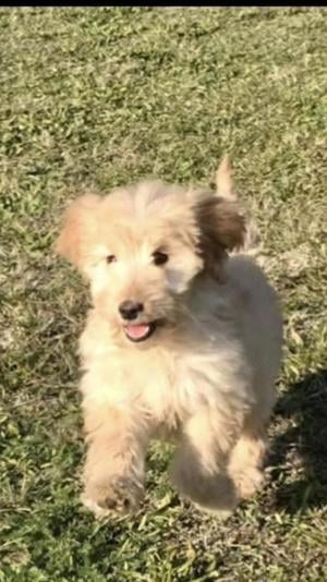 Goldendoodle kislányok  - kép 4