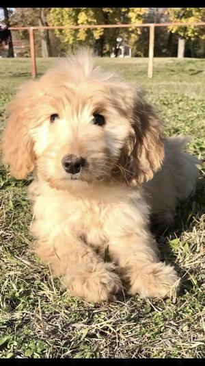 Goldendoodle kislányok  - kép 2