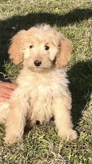 Goldendoodle kislányok  - kép 3