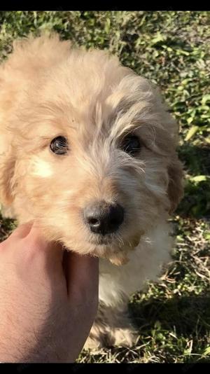 Goldendoodle kislányok 