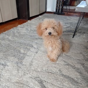 Maltipoo kisl ny  - kép 3