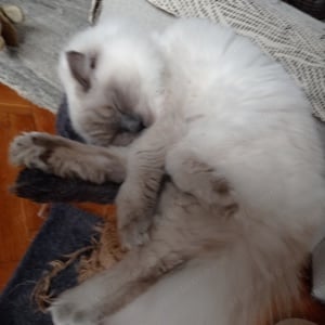 Ragdoll kisfiú blue point - kép 2